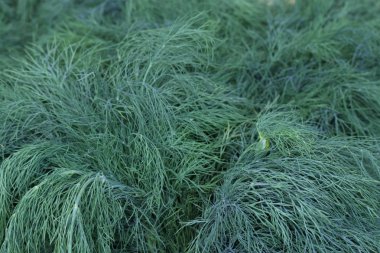 Dill kapatmak yeşil