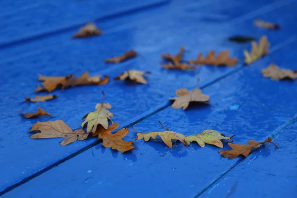 Foglie di autunno su pioggia — Foto Stock