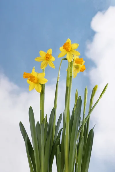 Narcisos en el fondo del cielo —  Fotos de Stock