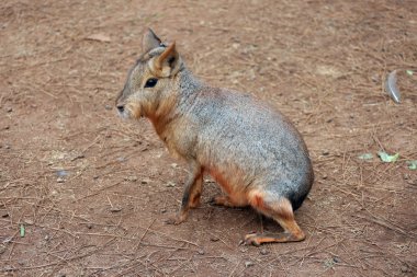 Patagonya mara açık