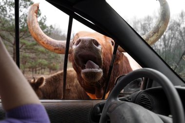 Araba kafasından Buffalo