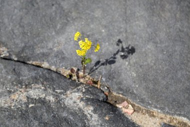 Sarı hardal çiçeği