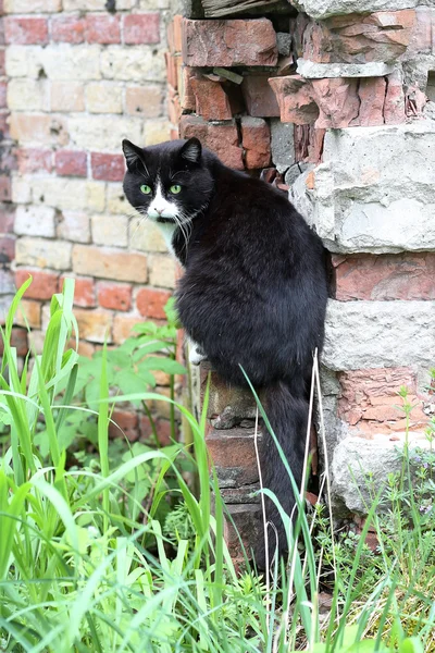 Μαύρη γάτα χόρτο — Φωτογραφία Αρχείου
