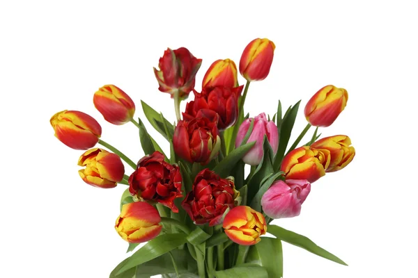 Tulipes grappolo su bianco — Foto Stock
