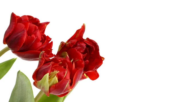 Três tulipas em fundo branco — Fotografia de Stock