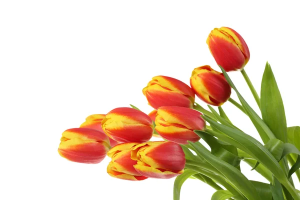 Natural tulips on white — Stock Photo, Image