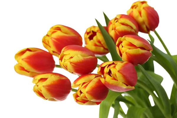 Natural tulips on white — Stock Photo, Image