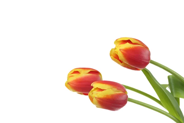 Natural tulips on white — Stock Photo, Image