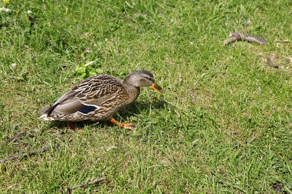 Wild duck on grass — Stock Photo, Image