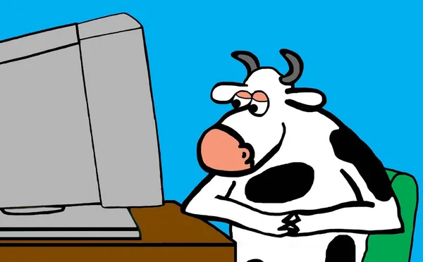 Ko på dator — Stockfoto