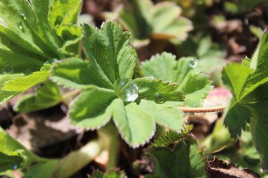 yaprakları çiğ damlaları ile