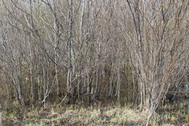 Su genç ağaçlarda