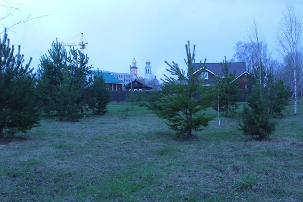 Landschap met bomen — Stockfoto