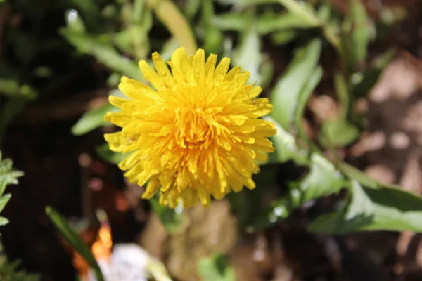 黄色蒲公英的花朵 — 图库照片
