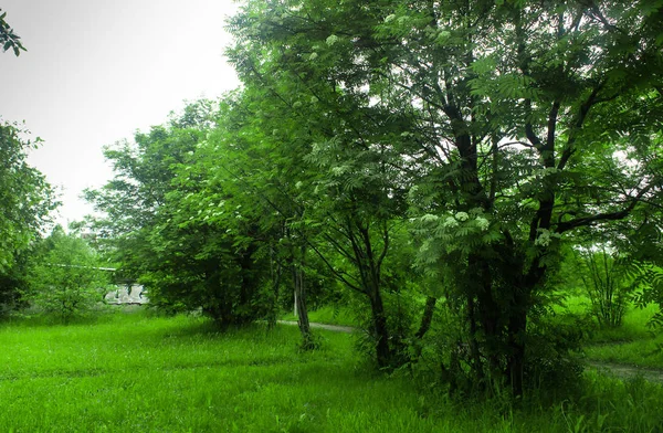 Frêne de montagne en fleurs et herbe verte dans le parc — Photo