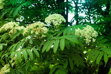 Parkta çiçek açan dağ külleri