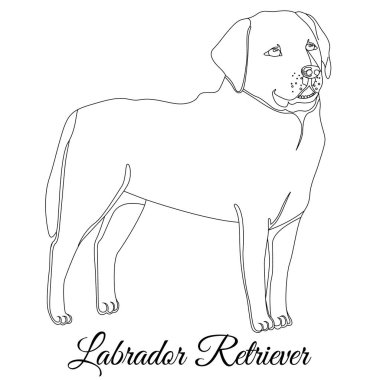 Labrador retriever köpek anahat