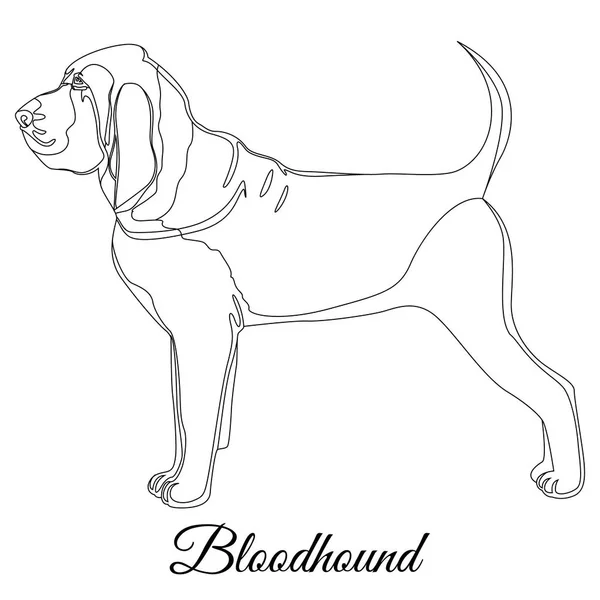 Bloodhound dog outline — Stock Vector