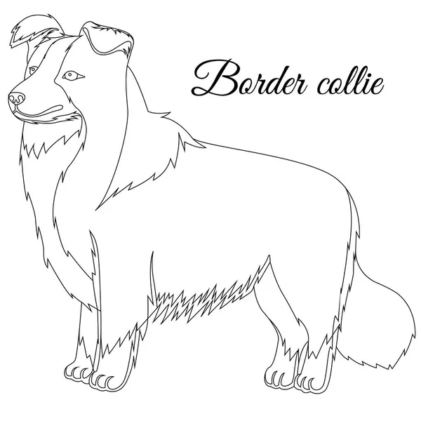 Confine Collie cane contorno — Vettoriale Stock