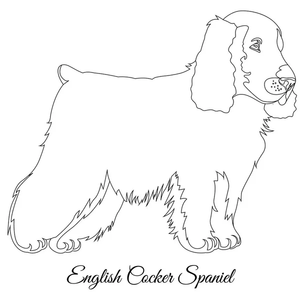 Cocker spaniel dog outline — Stock Vector