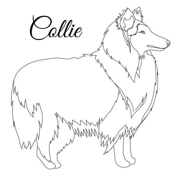 Collie dog outline — Stock Vector