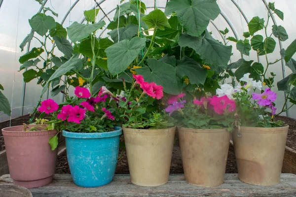 Rengarenk petunyalar tencere bir sera içinde