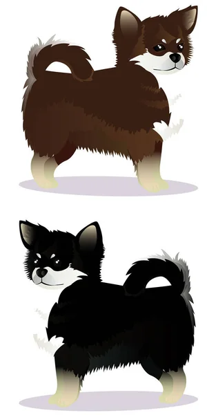 Чихуахуа собак чорно-білий, коричневий і білий — стоковий вектор