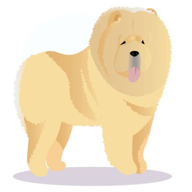 Chow chow köpek üç renkli
