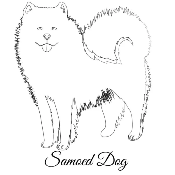 Samoed cão desenho animado esboço vetor —  Vetores de Stock