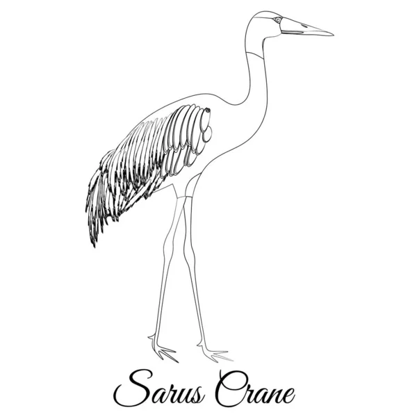 Sarus crane outline vector coloring — Stock Vector