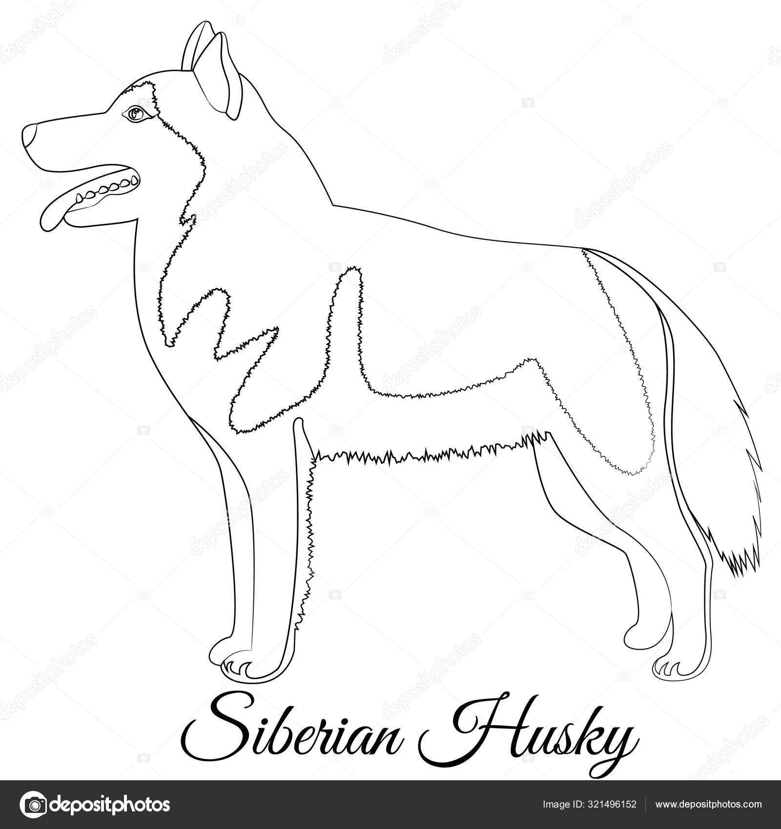 Sibirsk Husky-hund omriss vektor stockvektor © Marishayu #321496152, image size:1600x1700