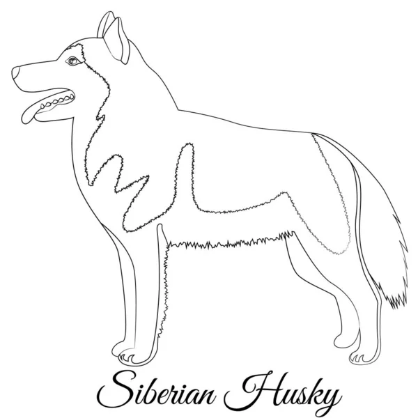 Sibirischer Husky-Hund Umrissvektor Stockillustration