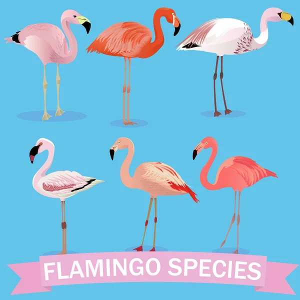Conjunto de desenhos animados Flamingo species. Coleta de aves vectoras Ilustrações De Stock Royalty-Free
