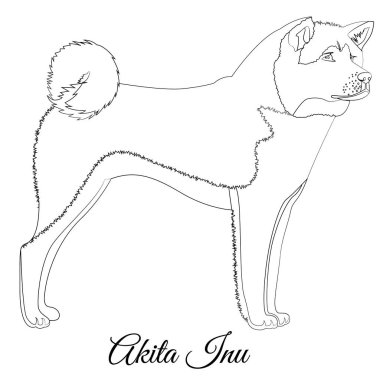 Akita inu cinsi köpek ana hatları renk vektörü