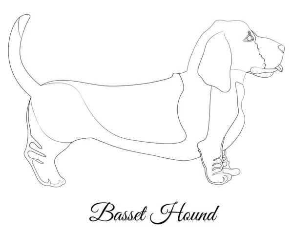 Basset cane cane cane razza contorno vettoriale illustrazione — Vettoriale Stock