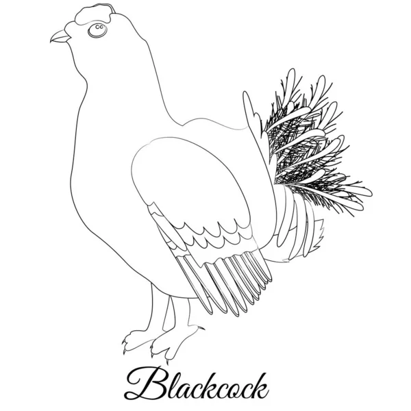 Blackcock uccello colorazione contorno vettoriale illustrazione bianco e nero — Vettoriale Stock