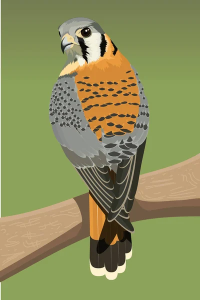 American krestel bird vector illustration — Stock Vector
