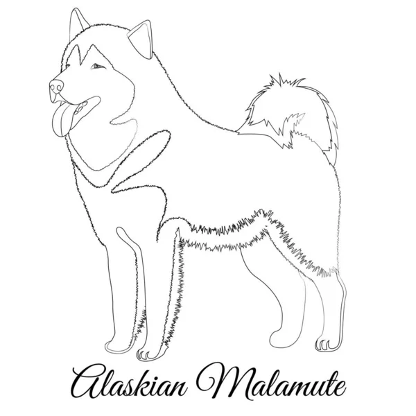 Alaskan Malamute cane razza contorno — Vettoriale Stock