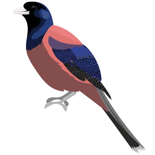 Lidth s jay bird. Cartoon vector illustration — Stock Vector