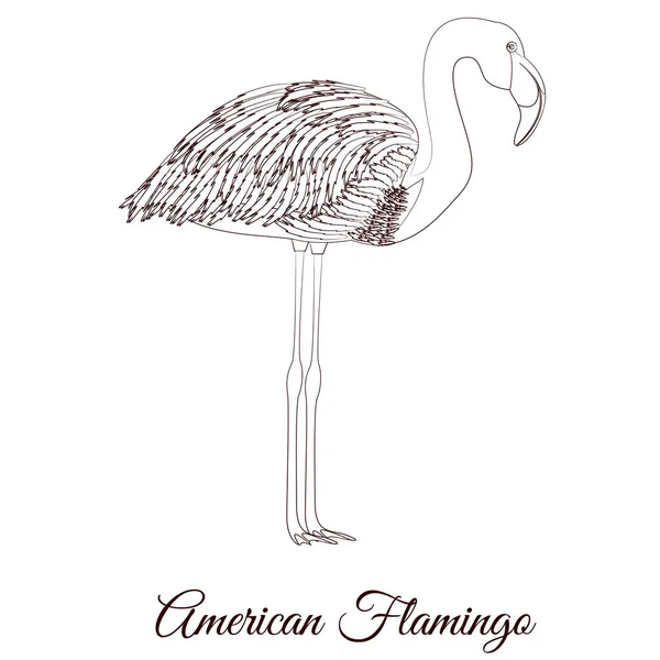 Amerikan flamingo tipi kuş boyama ana hatları vektörü — Stok Vektör
