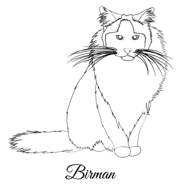 Birman gato raza para colorear contorno vector blanco y negro — Vector de stock