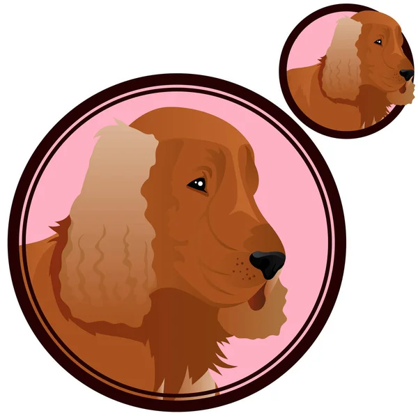 Cocker spanielbreed dog head in circle vector — Stock Vector