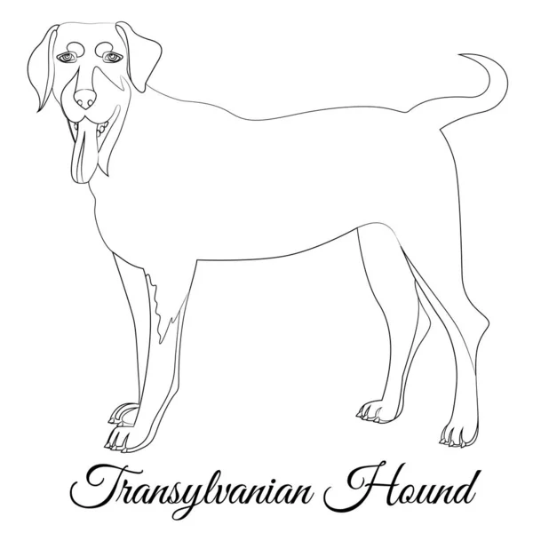 Cão de caça da Transilvânia desenho animado cão esboço —  Vetores de Stock