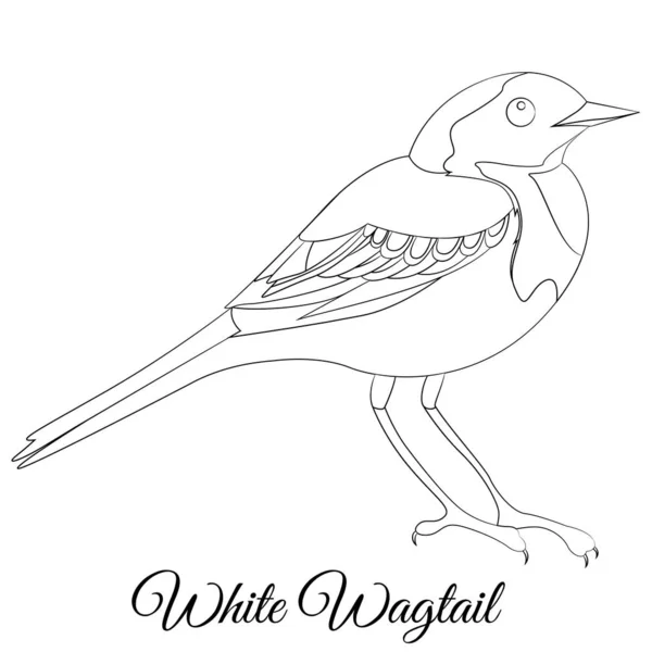 Coloración de pájaro Wagtail blanco. Tipo de ave de dibujos animados vectorial — Archivo Imágenes Vectoriales