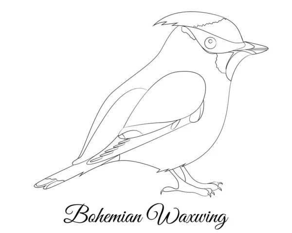 Bohemian Waxwing πουλί τύπου διάνυσμα χρωματισμό, εικονογράφηση — Διανυσματικό Αρχείο