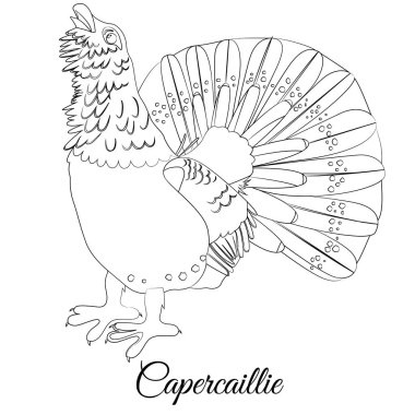 Capercaillie tipi kuş boyası. Vektör özet çizimi
