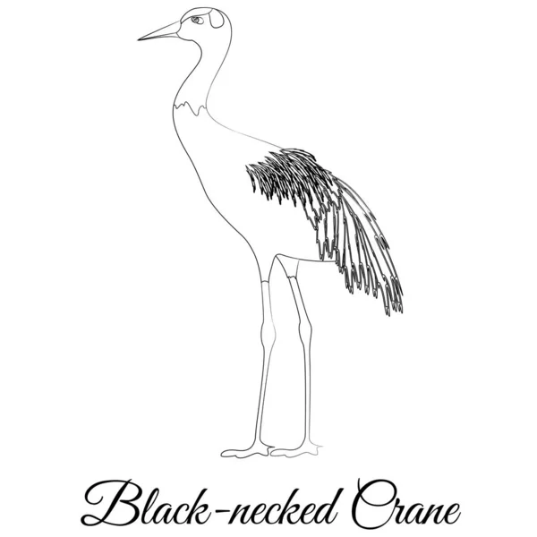 Black necked crane outline bird vector illustration — Stock Vector