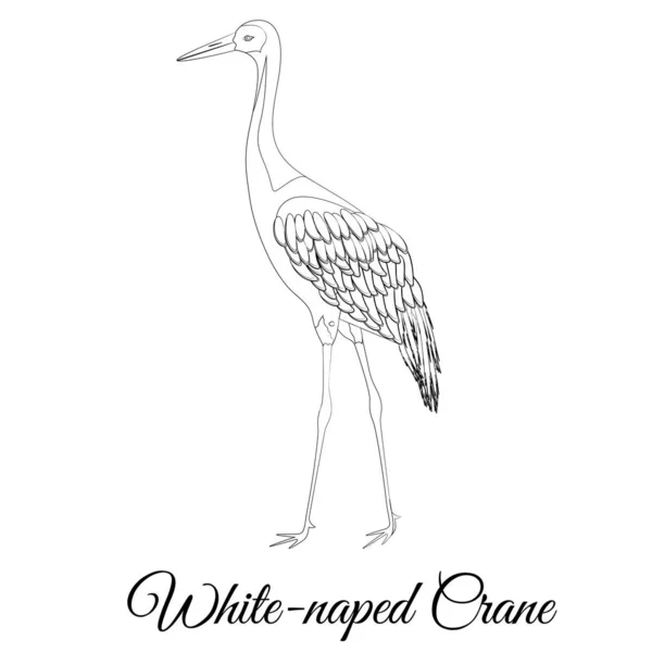 Λευκό naped γερανό πουλί τύπου διανυσματικό περίγραμμα — Διανυσματικό Αρχείο