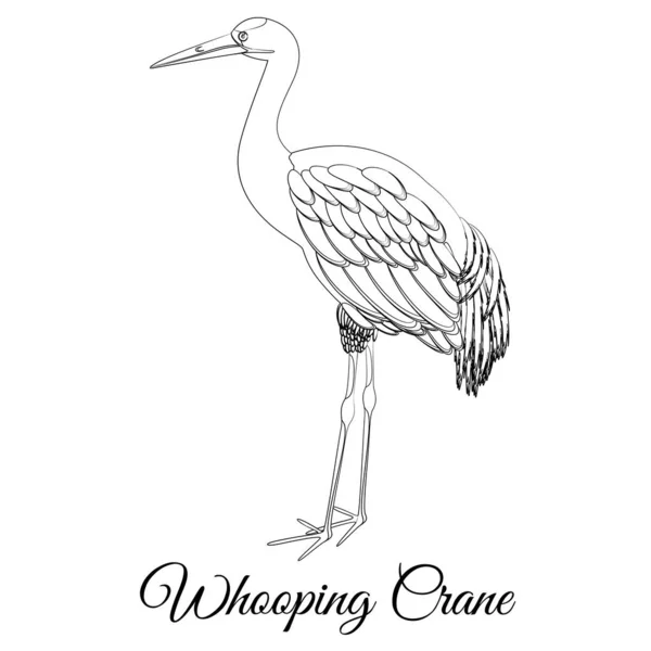 Whooping crane bird type vector outline — 스톡 벡터