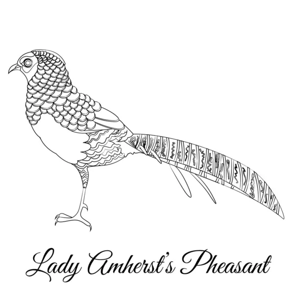 Lady Amherst faisán aves tipo vector para colorear — Vector de stock